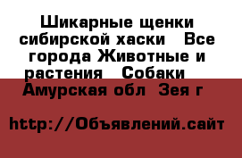 Шикарные щенки сибирской хаски - Все города Животные и растения » Собаки   . Амурская обл.,Зея г.